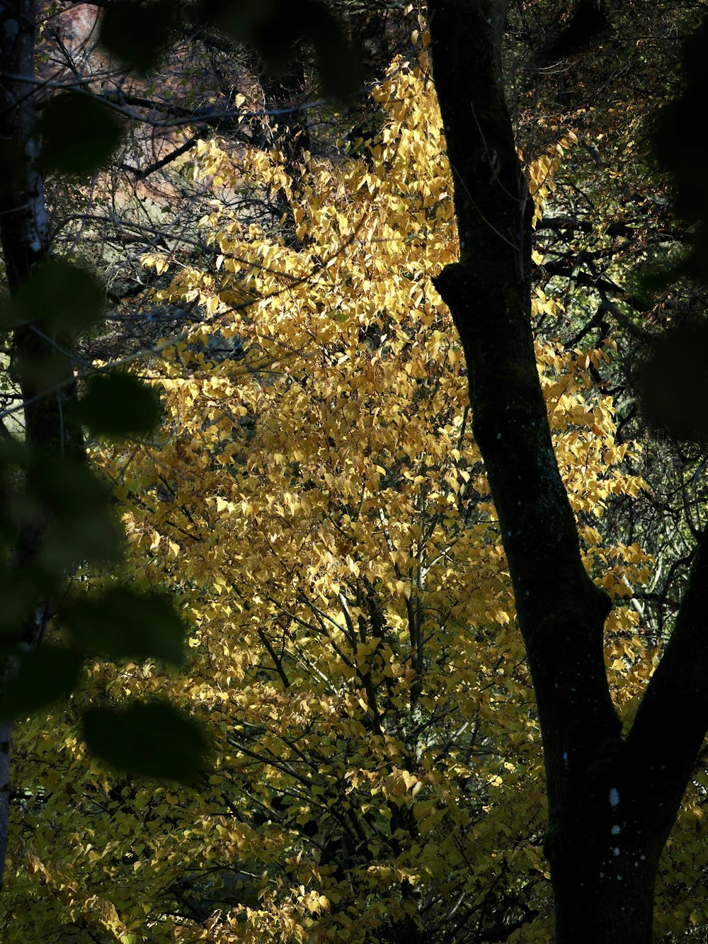 a forest filled with lots of trees covered in yellow leaves