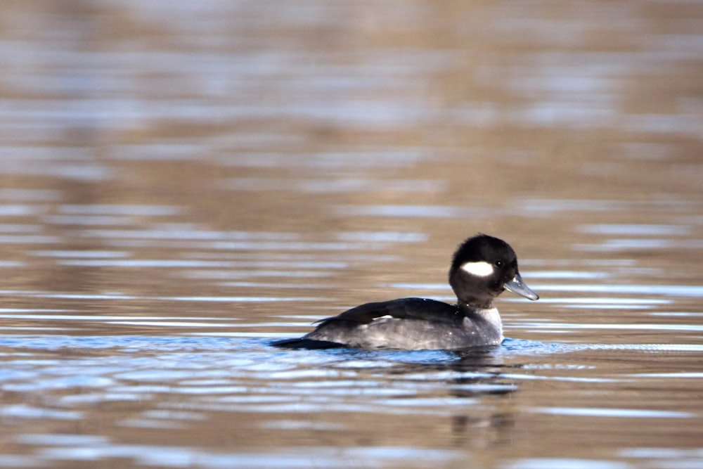 a duck floating on top of a body of water