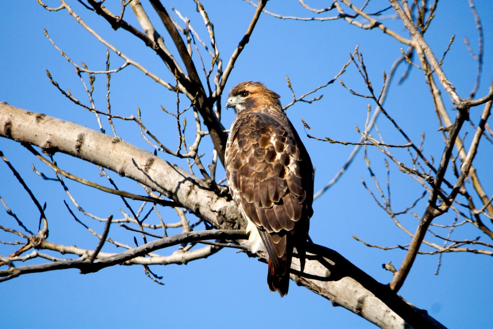 a bird perched on a branch of a tree