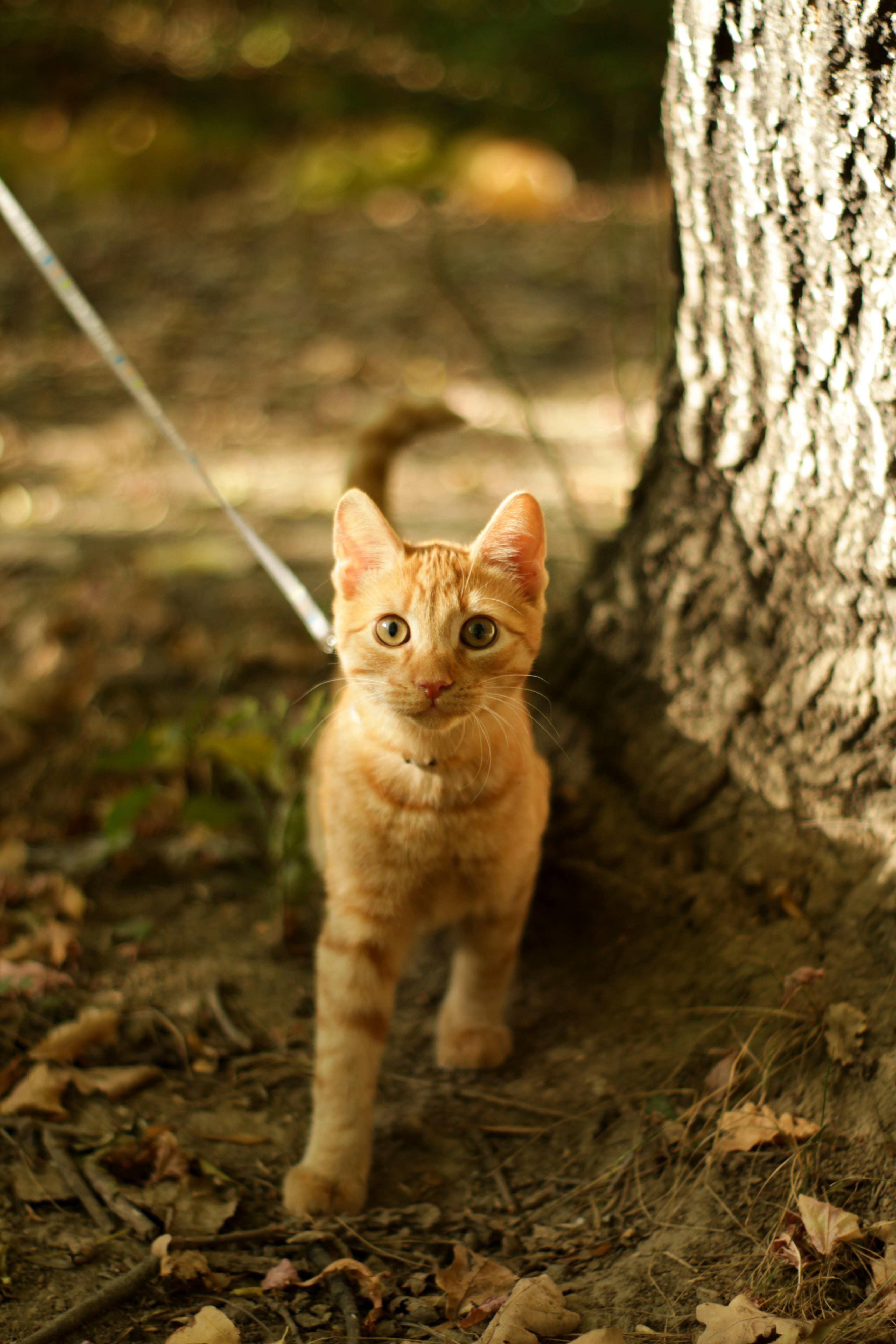 Photo by filip_lazar