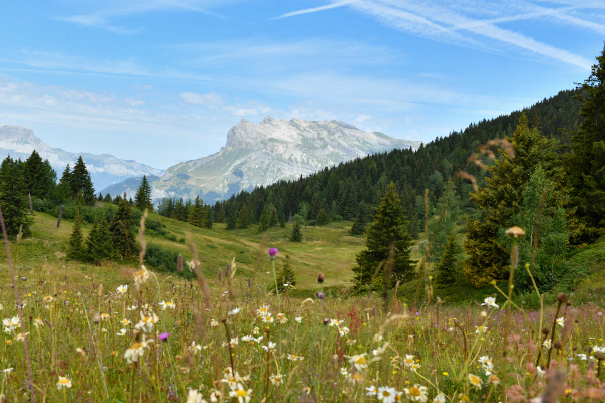Wildflowers in a meadow near Chamonix, with forest and a pale rocky peak behind