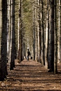 a person walking down a path in the woods