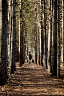 a person walking down a path in the woods
