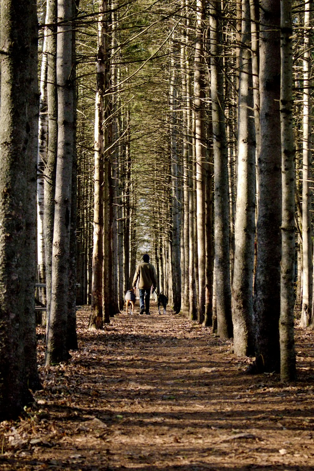 una persona che cammina lungo un sentiero nel bosco