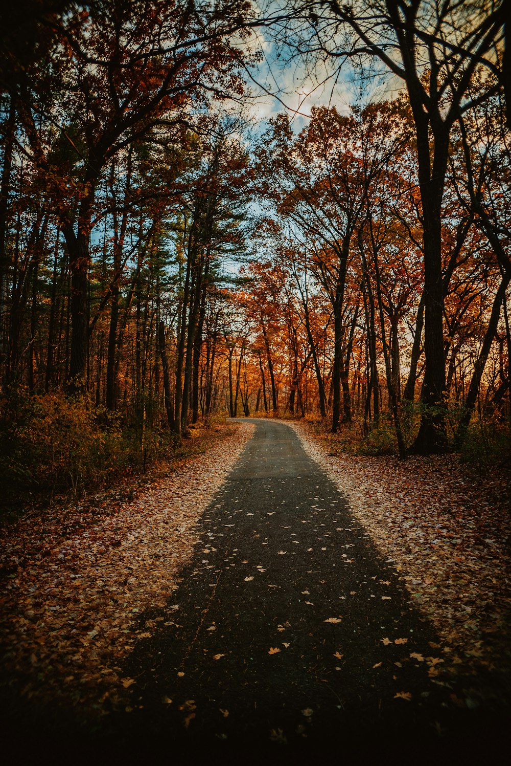 uma estrada vazia no meio de uma floresta