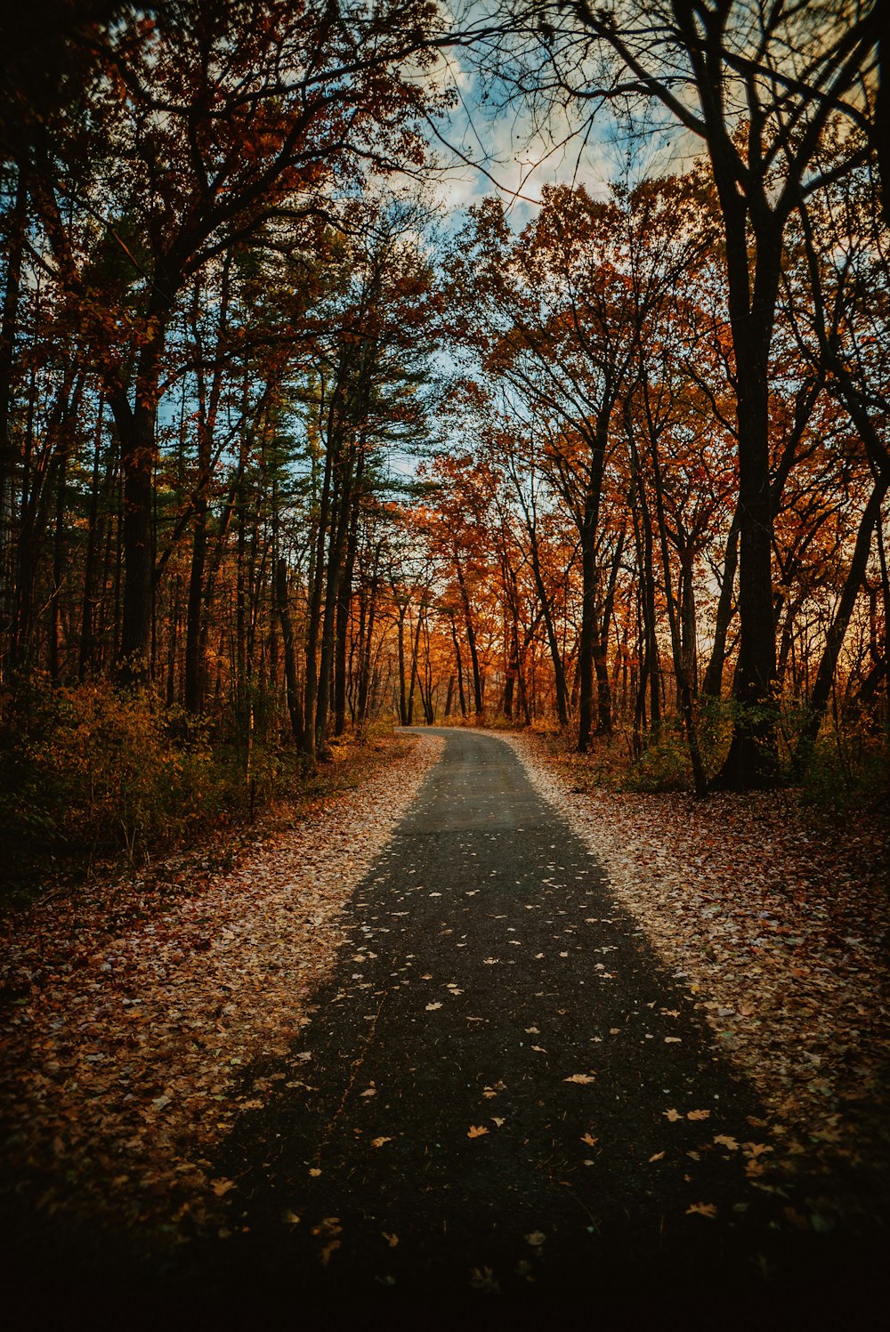 an empty road in the middle of a forest