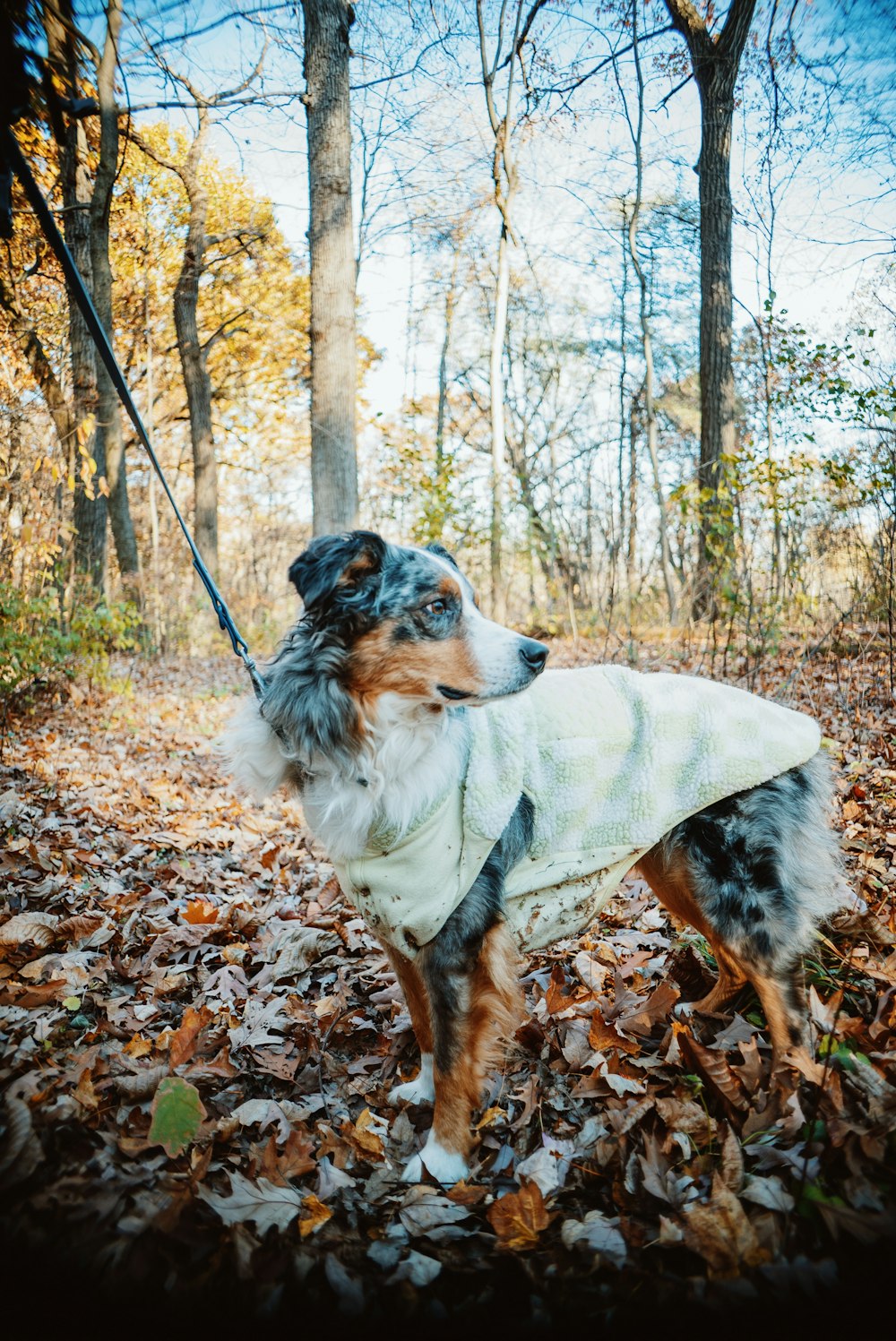 a dog wearing a blanket in the woods
