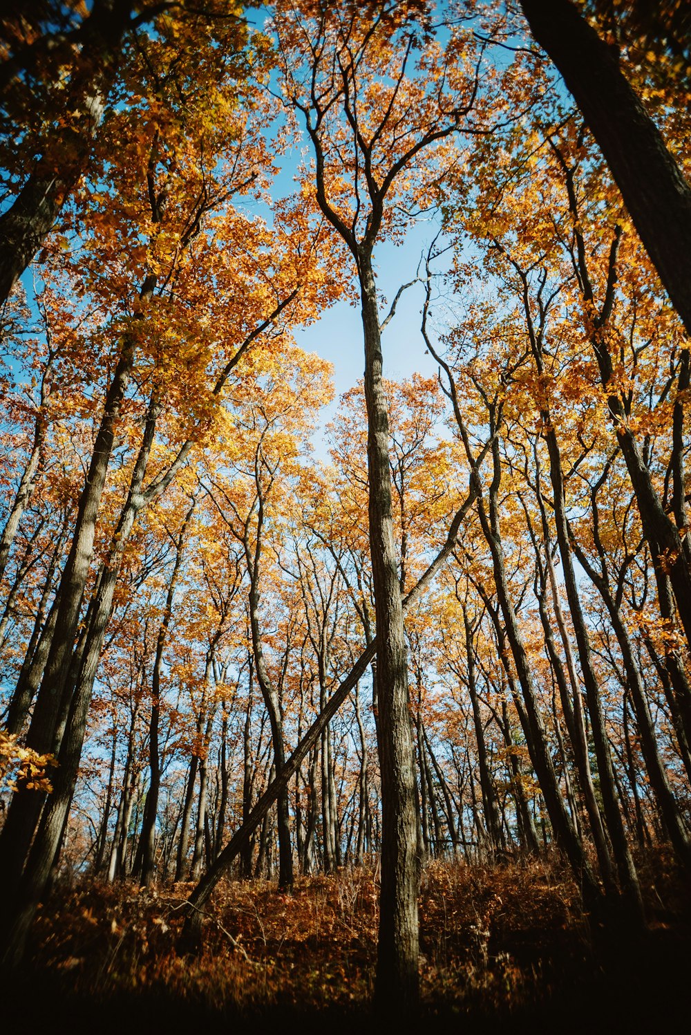 Una foresta piena di molti alberi coperti di foglie