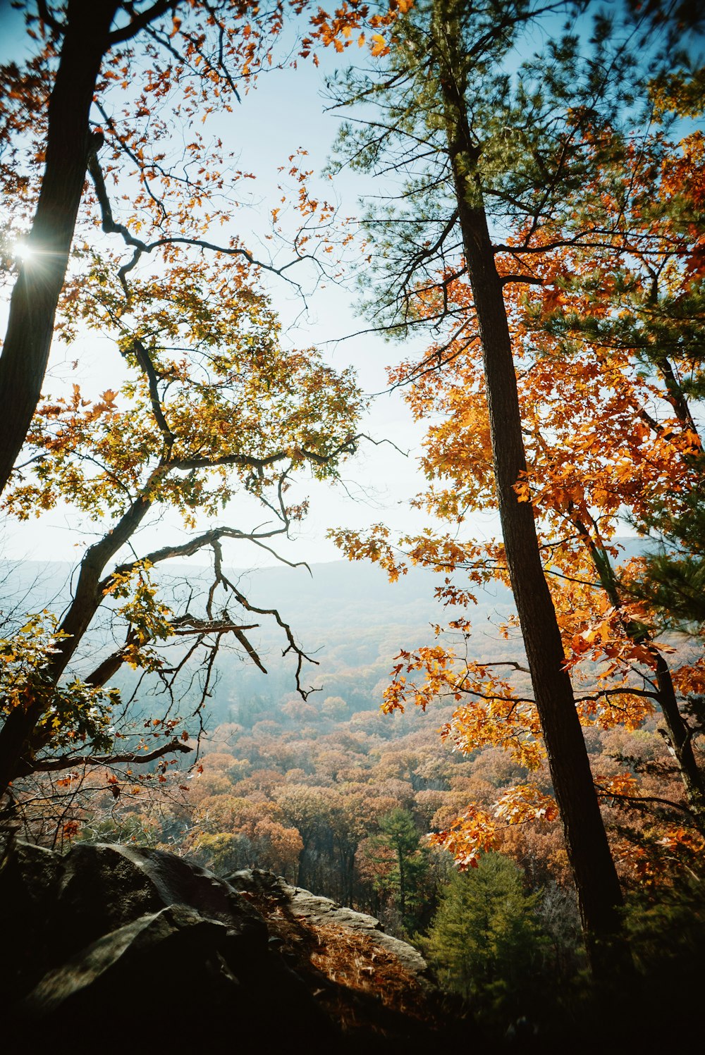 Il sole splende tra gli alberi in autunno