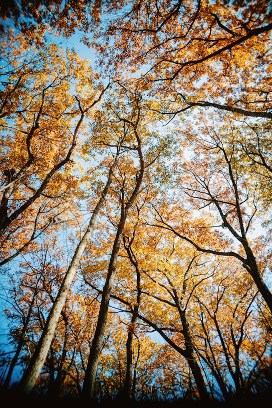 a forest filled with lots of tall trees