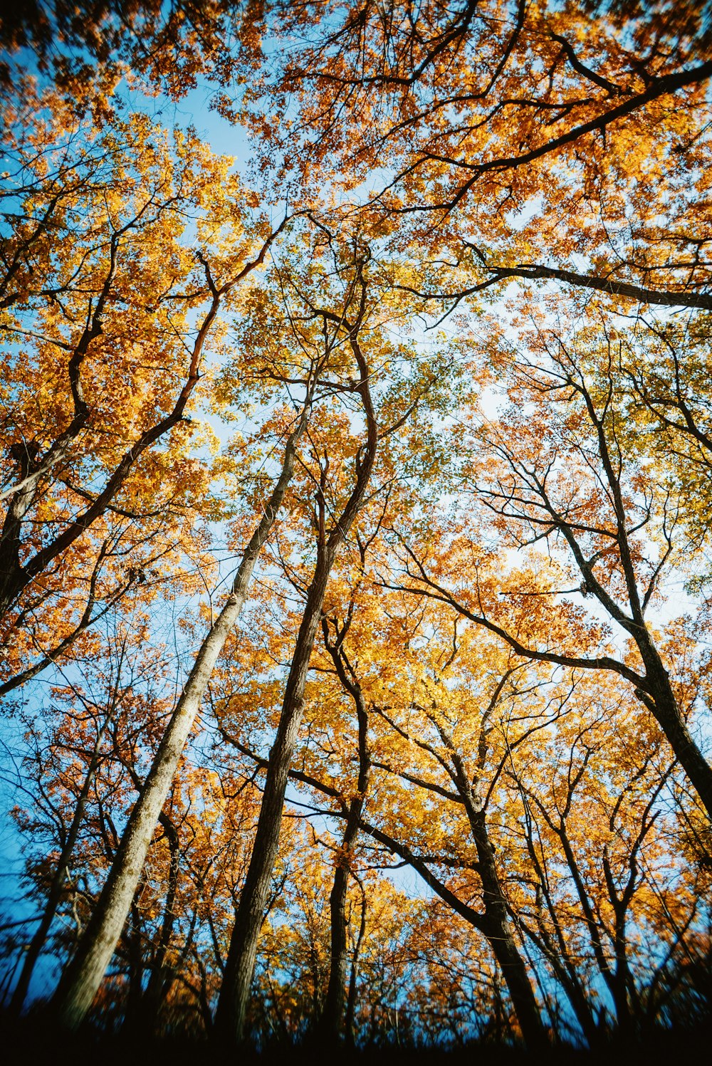 Una foresta piena di molti alberi ad alto fusto