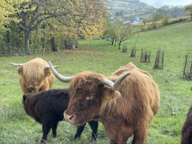Highland cattle with long, curved horns and thick fur stand in a lush, green pasture surrounded by rolling hills and trees with autumn foliage. A small herd gathers closely, with one prominently in the foreground. The background features a scenic countryside view with scattered houses and patches of forest.