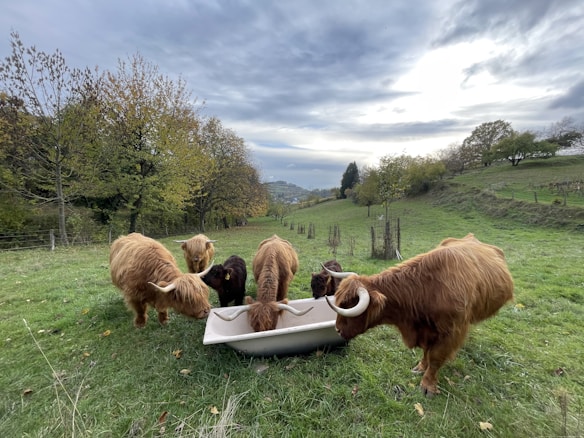 Several Highland cows with long, shaggy fur and large curved horns are gathered around a feeding trough in a lush green pasture. The background features rolling hills, sparse trees with autumn leaves, and a cloudy sky.