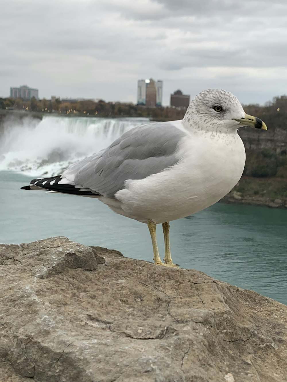 a seagull standing on a rock near a waterfall