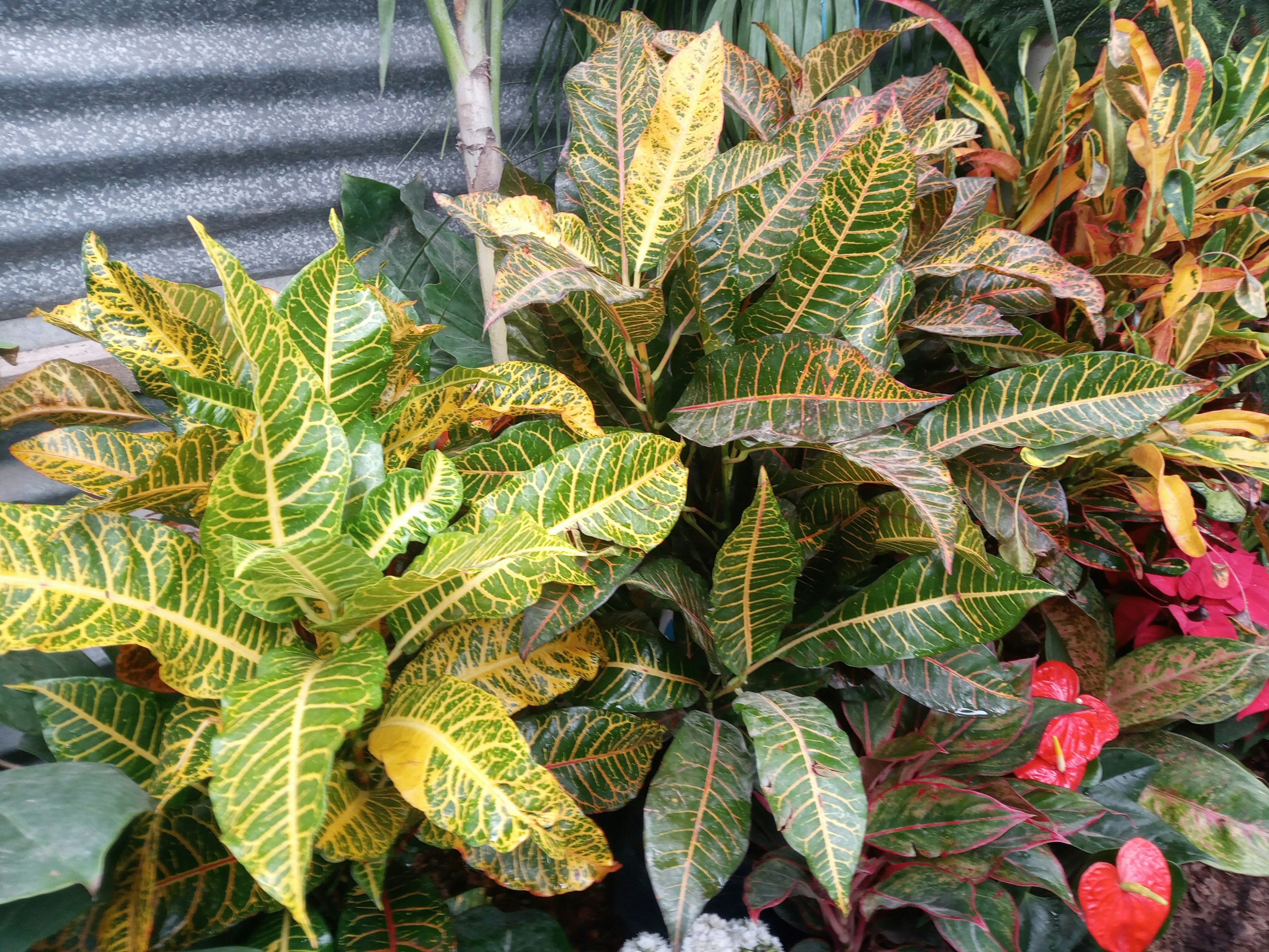 A group of plants that are next to each other photo Free Leaf Image