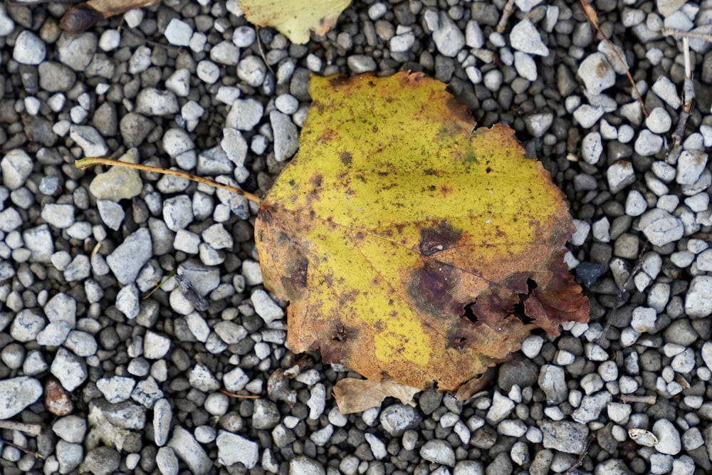 a leaf that is laying on some rocks