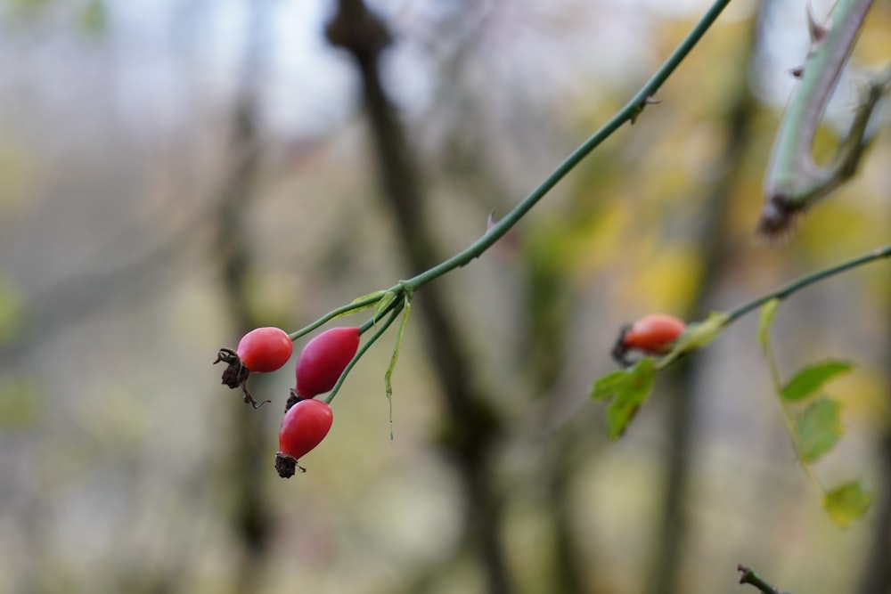 a branch with red berries hanging from it