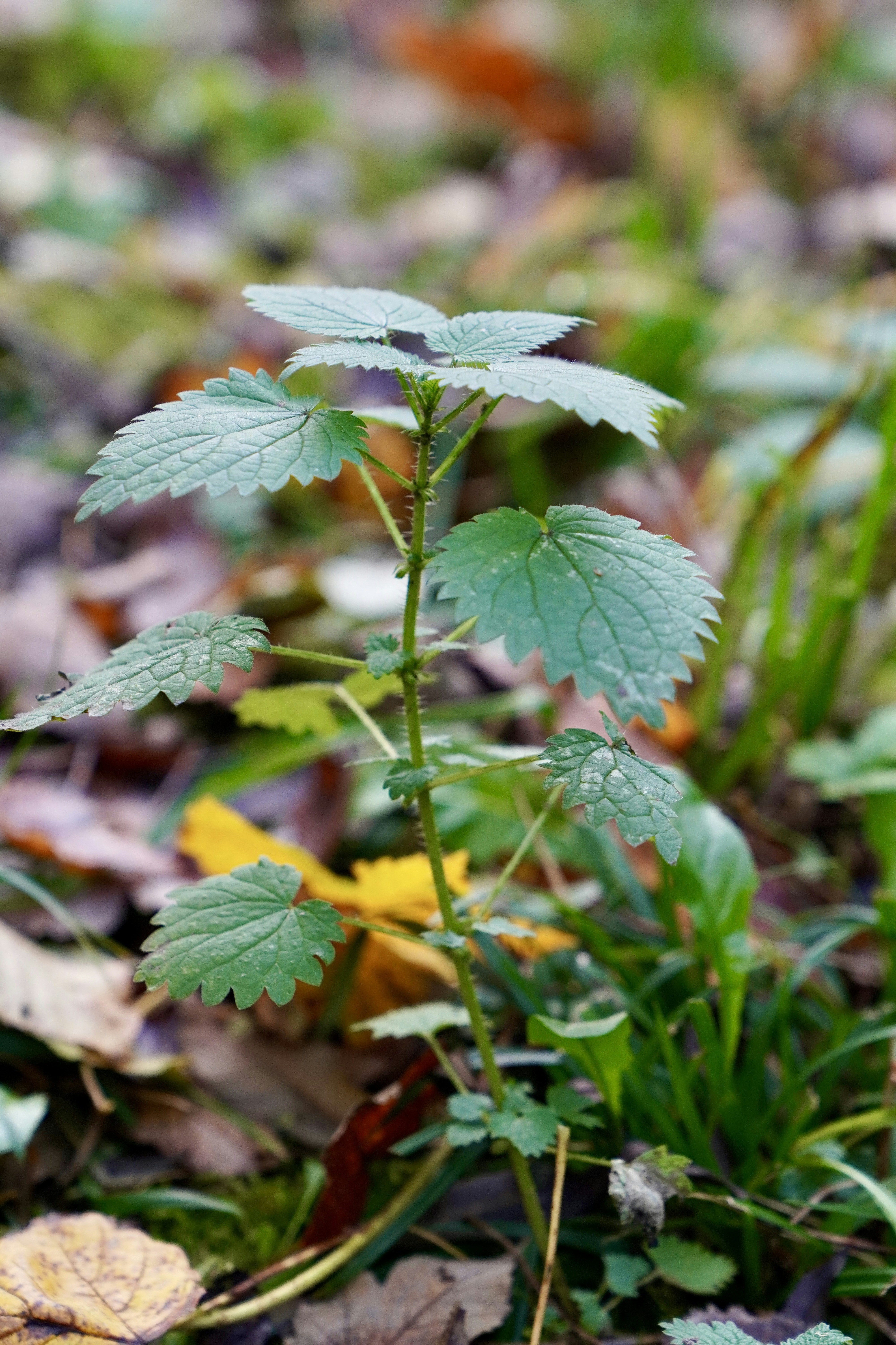 NETTLE Foraging, Memory, and the Taste of Spring - Naked truth chapter 37