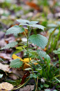 a small green plant growing out of the ground