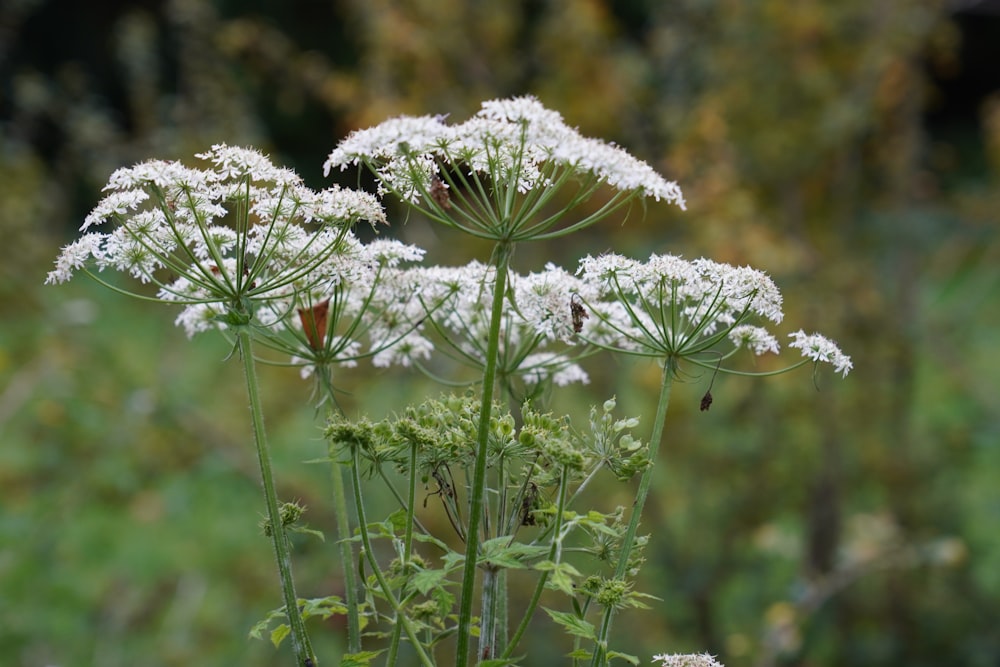 a bunch of white flowers in a field