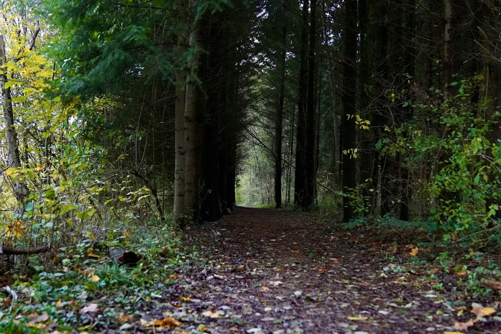 a dirt path in the middle of a forest