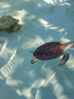 Close-up of a sea turtle gliding gracefully near the rocky shore