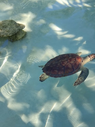 Underwater shot of a sea turtle gliding gracefully among rocks.