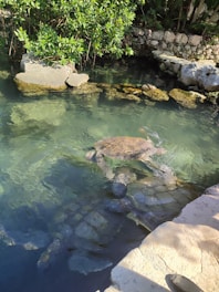A serene turtle habitat with lush greenery and a calm water pond.