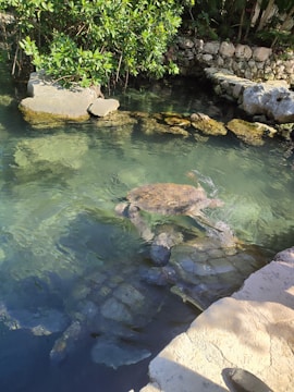 A serene turtle habitat with lush greenery and a calm water pond.