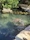 A peaceful garden scene with a snapping turtle near fresh crab shells by a calm pond.
