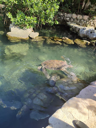 A serene turtle gliding through clear forest pond waters surrounded by lily pads.
