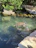 A peaceful garden scene with a snapping turtle near fresh crab shells by a calm pond.