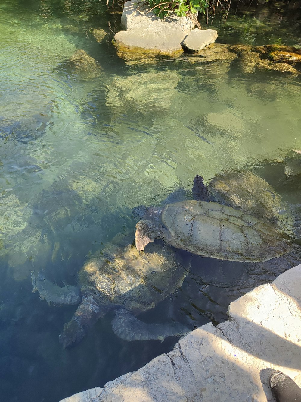 a turtle swimming in a pool of water