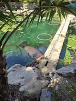 A large aquatic mammal, likely a manatee, is submerged in a clear, greenish-blue pond. The pond is surrounded by rocky edges and leafy vegetation, including palm leaves hanging over the water. Circular white hoops float on the pond's surface, and nearby rocks and a few plants add to the natural scene.