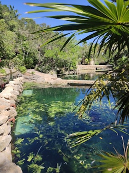 A tranquil garden pond with natural stones and clear water surrounded by greenery.