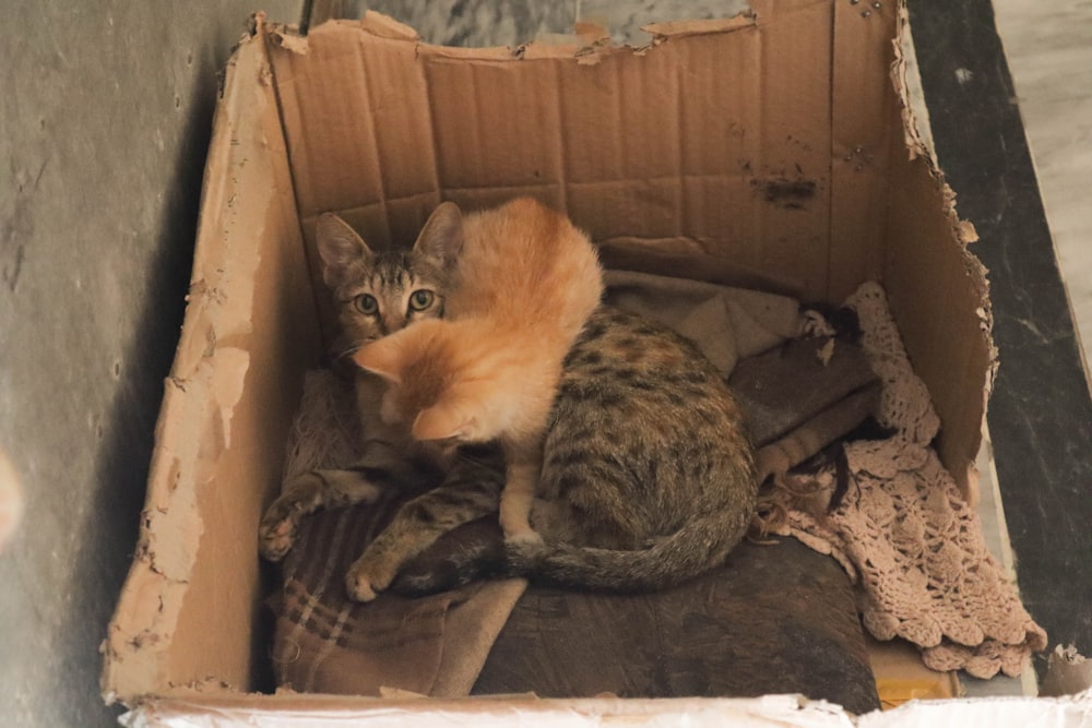 a cat is sitting in a cardboard box