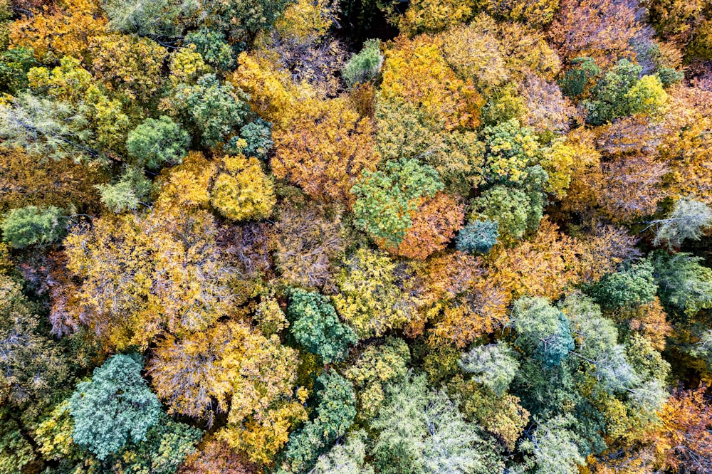 a group of trees that are in the woods