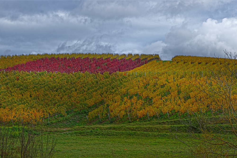 a field of trees with yellow and red leaves