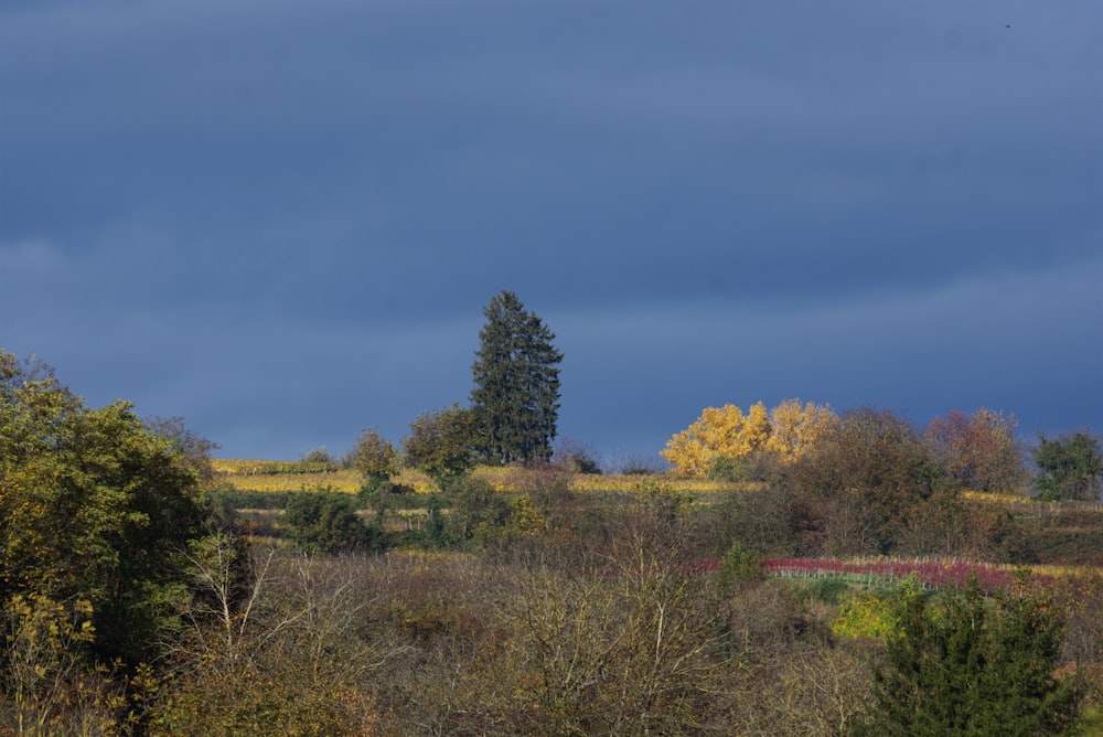 a field with trees and bushes under a cloudy sky