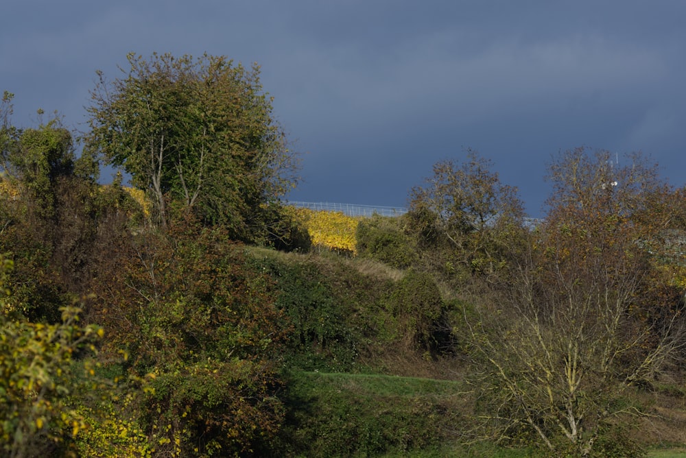 a field with trees and a hill in the background