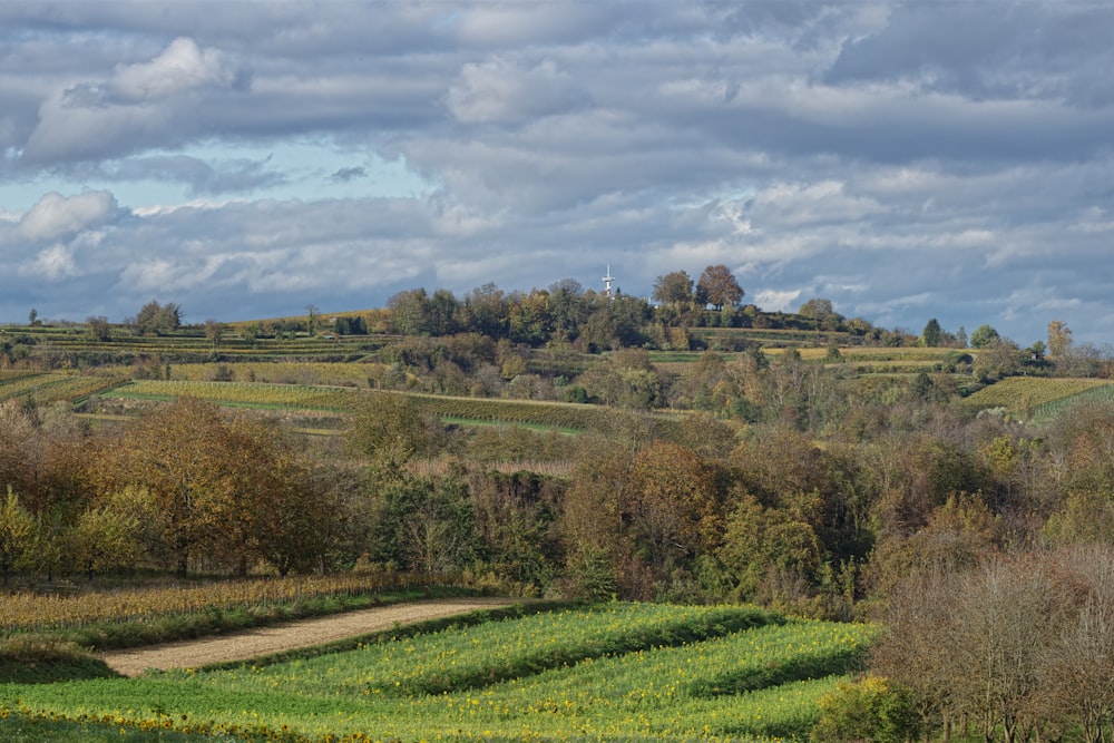 a field with trees and a hill in the background