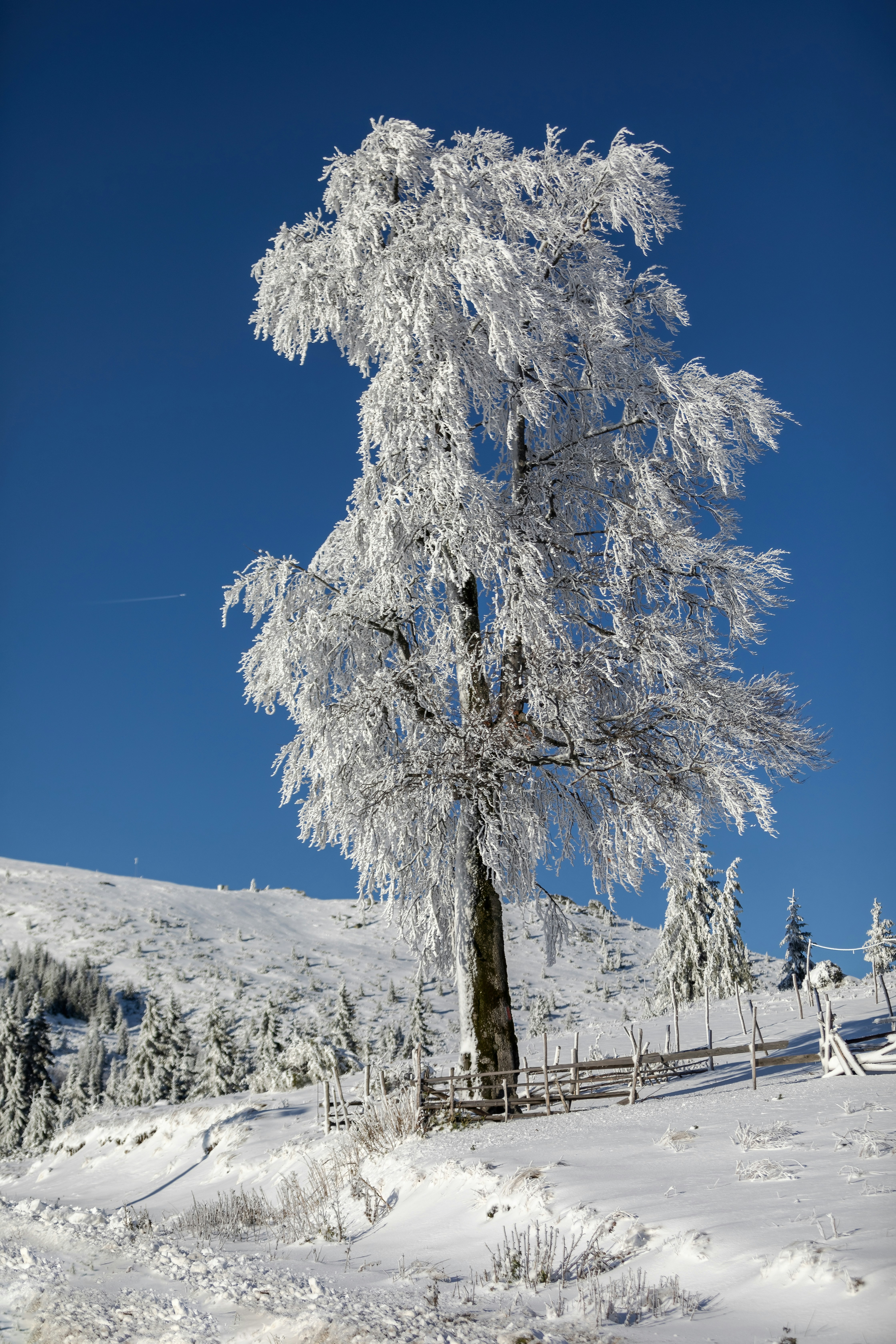 Photo by ovidiugruescu