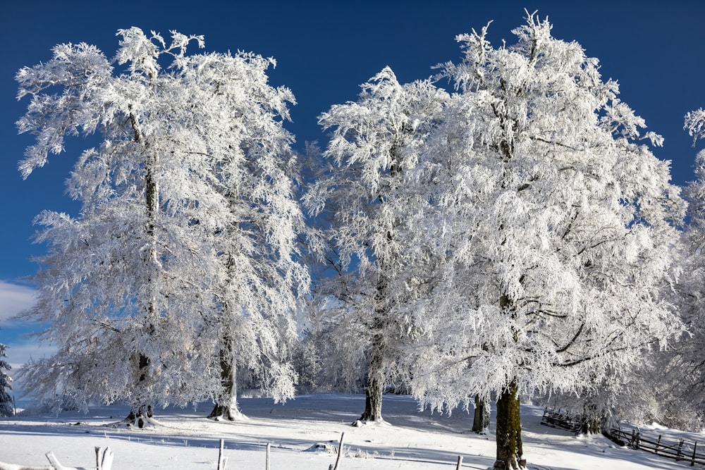 a snowy landscape with trees and a fence