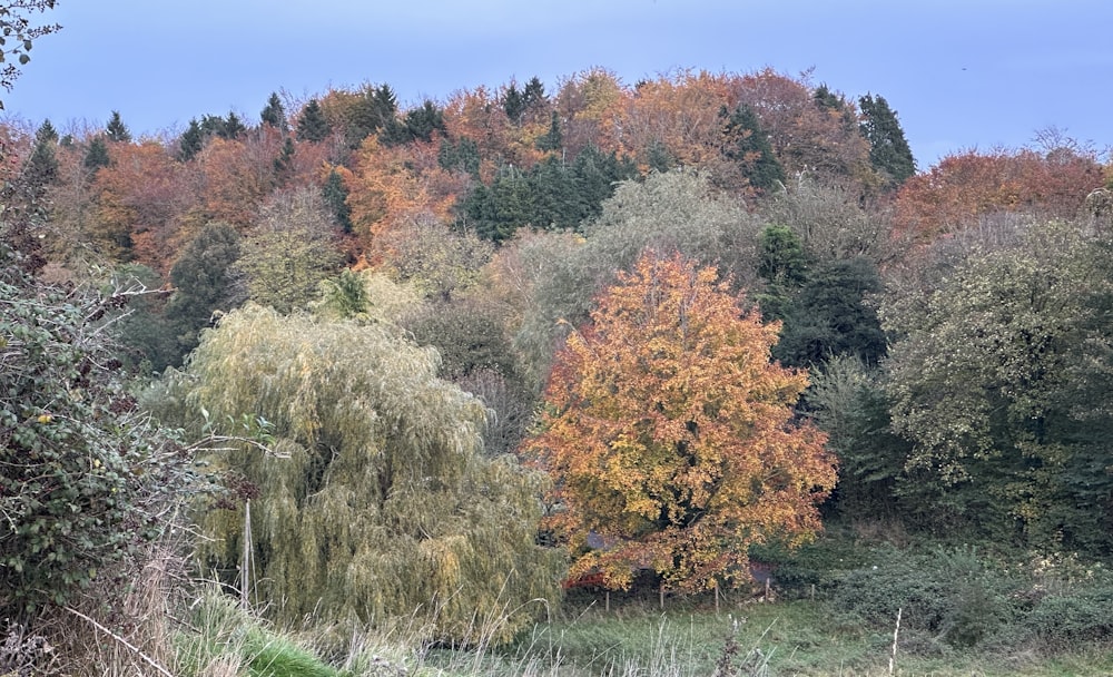 a group of trees that are next to each other