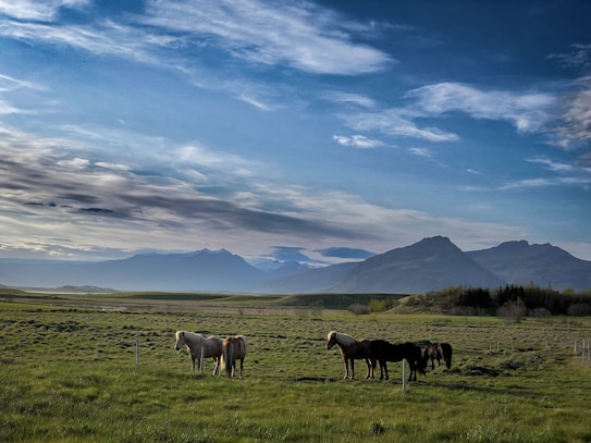 A serene landscape featuring a group of horses grazing peacefully in a green field. The background showcases majestic mountains under a vast, slightly cloudy blue sky. The scene conveys a sense of tranquility and untouched nature.