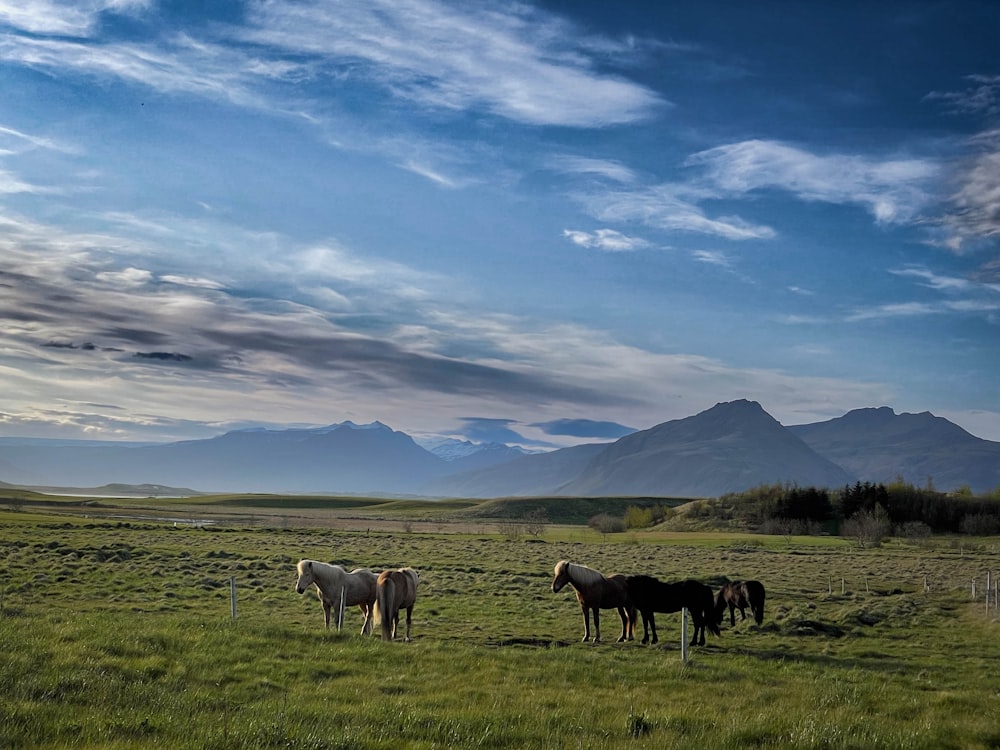 una manada de caballos de pie en la cima de un exuberante campo verde