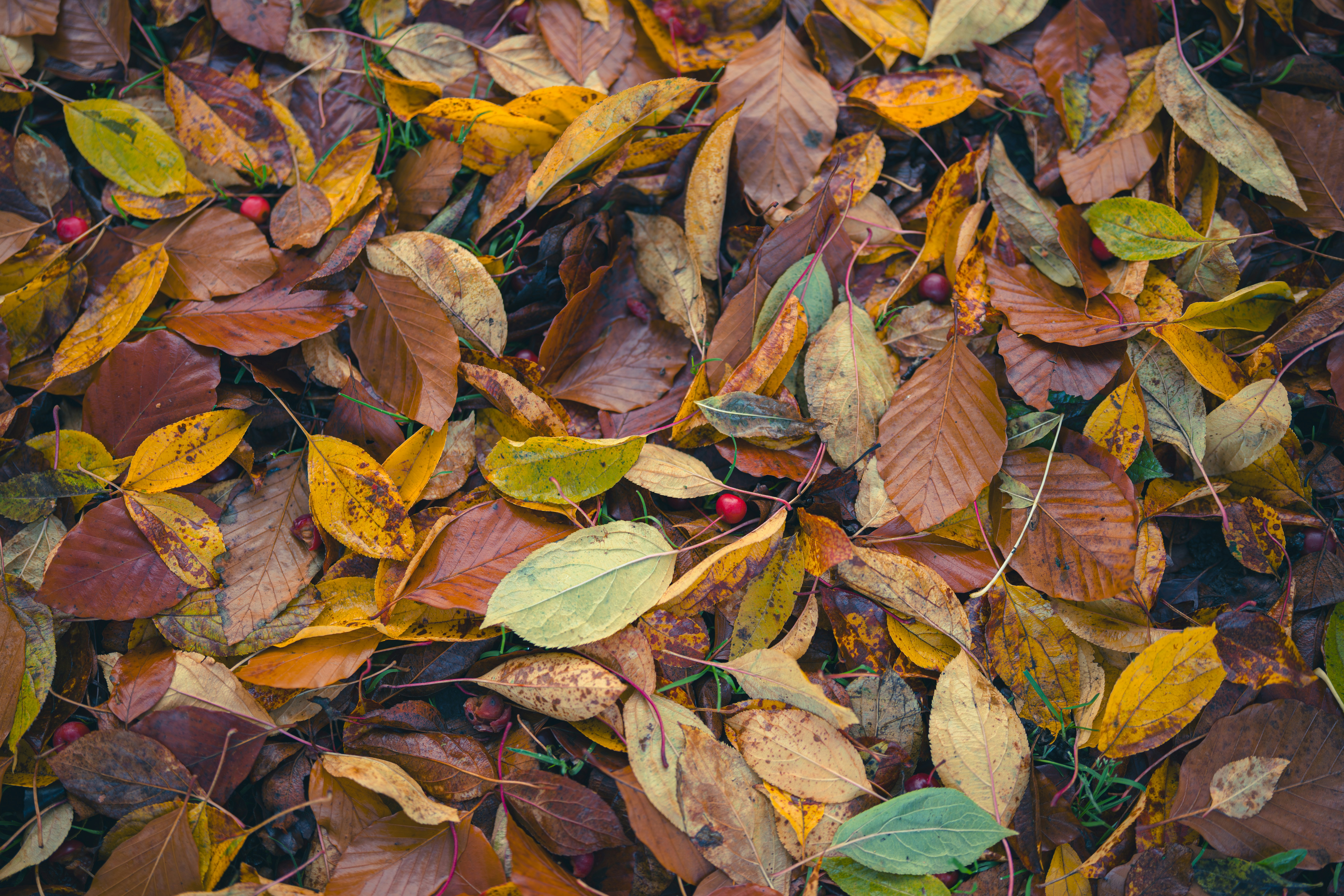 Autumn leaves on ground.