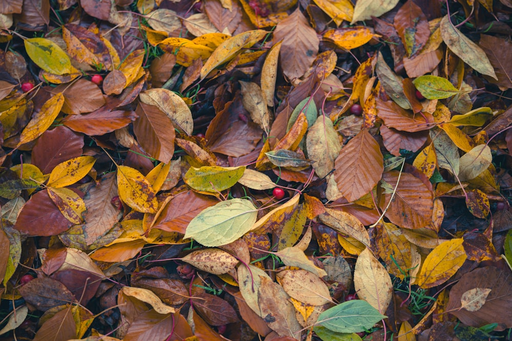 a bunch of leaves that are laying on the ground