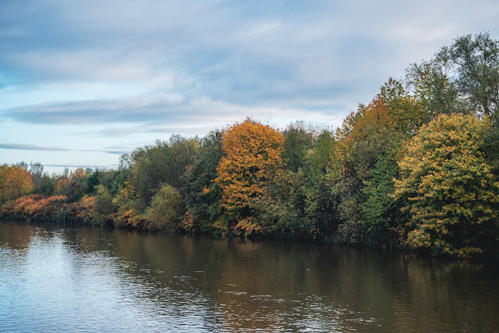 a body of water surrounded by lots of trees