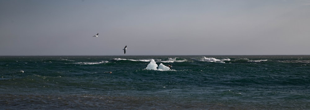 a bird flying over a large body of water